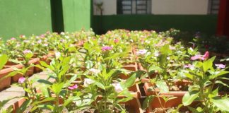 pequenas mudas enfileiradas em vasos