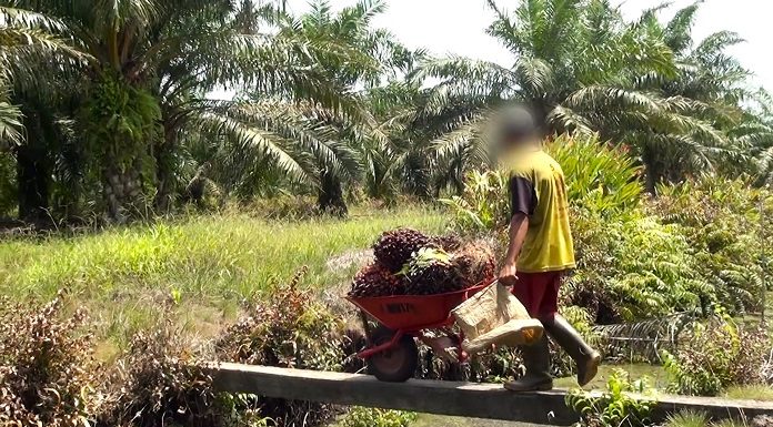 criança com o rosto censurado empurra carrinho de chão chieio de frutas em meio a paisagem rural e de mata