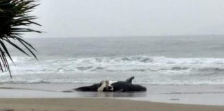 em uma praia vazia em dia chuvoso animal estendido na areia