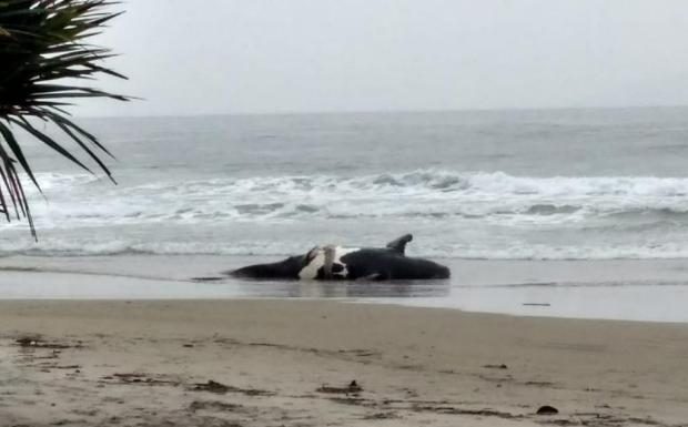 em uma praia vazia em dia chuvoso animal estendido na areia