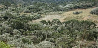 região de mata serrana vista do alto, com pequenas clareiras