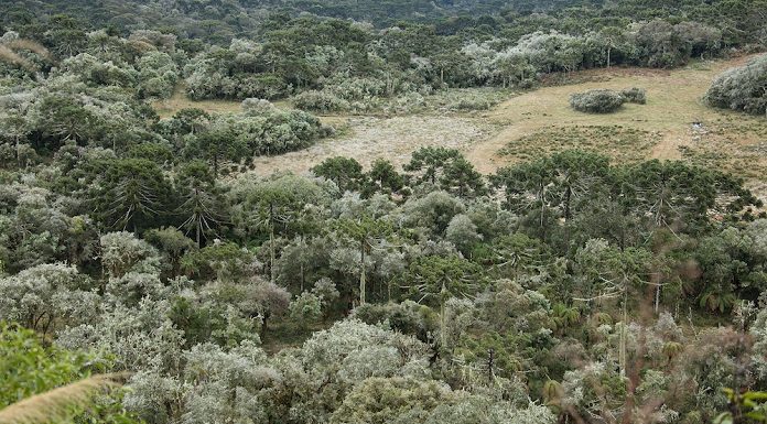 região de mata serrana vista do alto, com pequenas clareiras