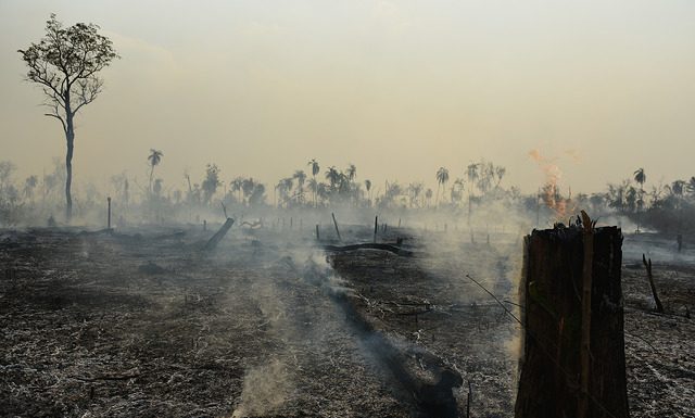 área devastada por incêndio com muita fumaça, cinzas e carvão no chão; algumas palmeiras ao fundo