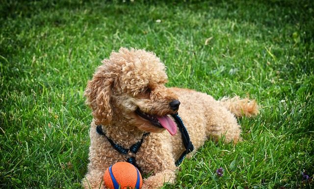 cachorro poodle deitado em gramado com a língua de fora e uma bolinha entre as patas