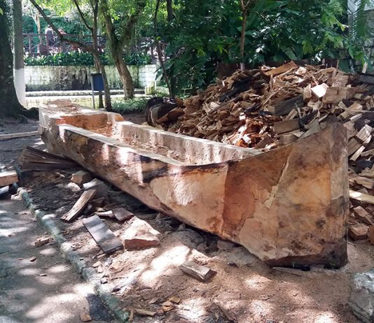 o grande tronco da árvore já em formato de canoa numa rua coberta de árvores