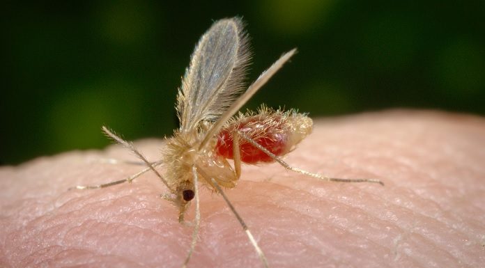 Transmissão da febre amarela ocorre por mosquitos infectados - Foto: Divulgação