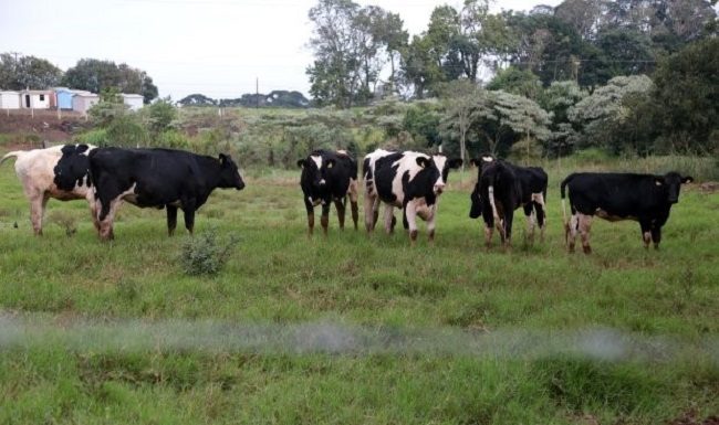 Vacinação inclui todos os bovinos, suínos e equinos em áreas rurais de Tijucas, Canelinha, Biguaçu, São João Batista e Governador Celso Ramos - Foto: Cristiano Estrela/Secom SC