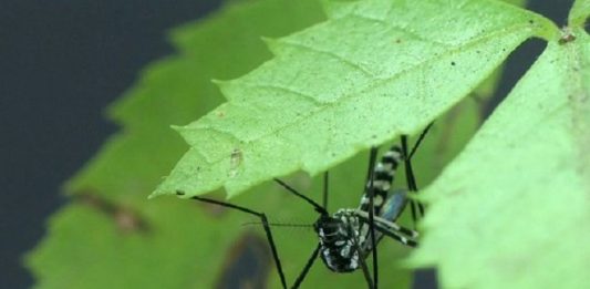 mosquito febre amarela morte de macaco - foto fiocruz