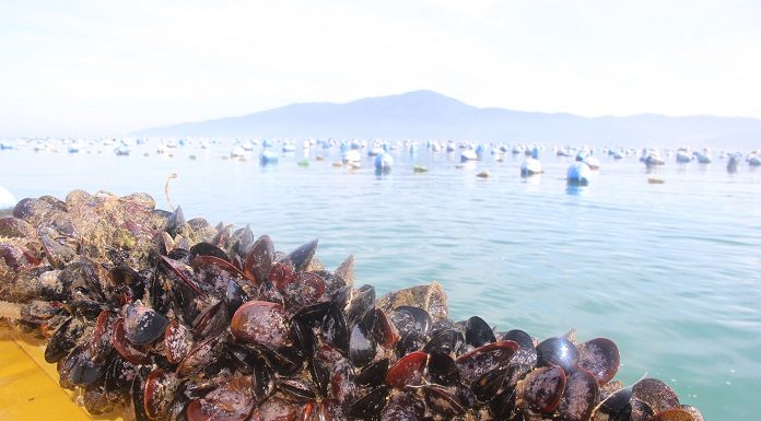 moluscos em bombinhas - foto epagri