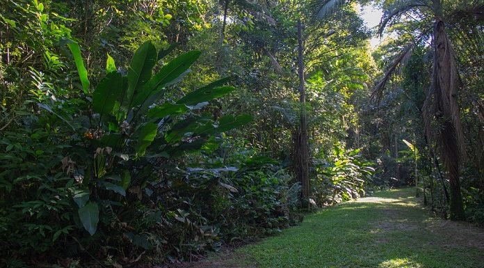 dia da arvore parque ambiental dos sabias sao jose