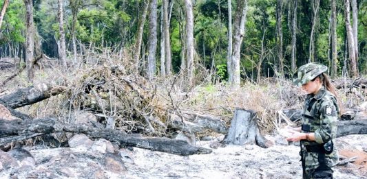 operacao mata atlantica em pe 3 fiscalizacao - pm ambiental