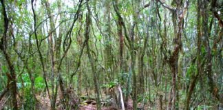 áerea de mata fechada com folhas caída pelo chão da floresta