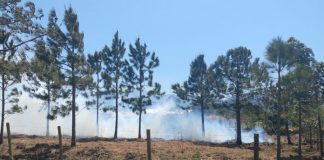 sete incêncios em um mes parque serra do tabuleiro