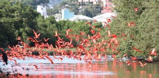 o bando de guarás vermelhas sobre o rio do manguezal, com prédios ao fundo