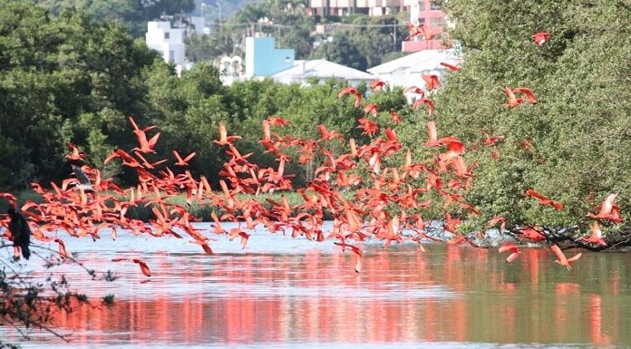 o bando de guarás vermelhas sobre o rio do manguezal, com prédios ao fundo