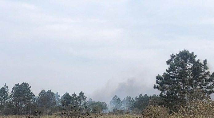 fumaçã ao longe em vetação de banhado com pinus