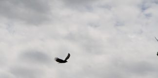 pássaro voando em um céu nublado