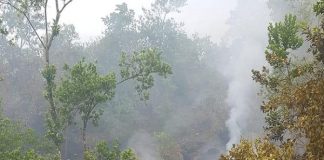 fumaça saindo do chão em área de restinga com vegetação média