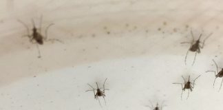 sete mosquitos Aedes aegypti pousados em uma parede