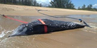 animal estendido na areia da praia com cintas de reboque em volta