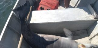 boto morto caído dentro de barco