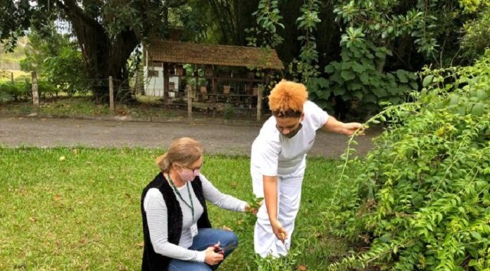 duas mulheres cuidando da plantação de hortaliças