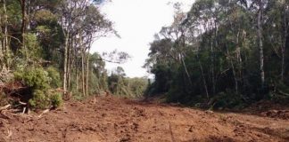 área de terra aberta desmatada no meio de uma mata