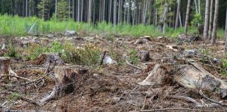 bases de troncos de árvores cortadas em área desmatada; árvores ao fundo