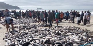 grande quantidade de tainhas aglomeradas na areia da praia e multidão em volta