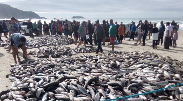 grande quantidade de tainhas aglomeradas na areia da praia e multidão em volta