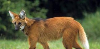 lobo-guará andando em um gramado