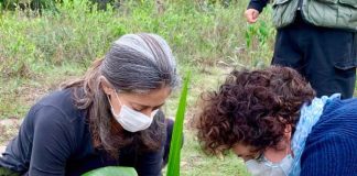 duas pessoas usando máscaras abaixadas ajeitando muda recém plantada