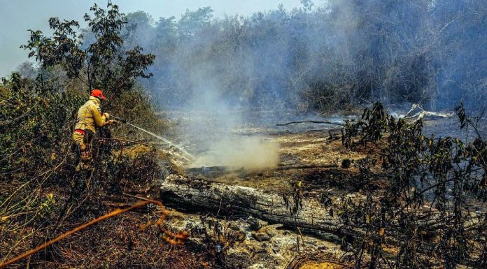 bombeiro joga água com mangueira em área queimada de pouca mata