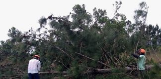 grande árvores pinus caída com dois homens em cada ponta no meio dos galhos cortando; usam equipamentos de proteção, como capacete