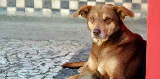 proibido proibir de alimentar animal de rua - cachorro deitado em calçada