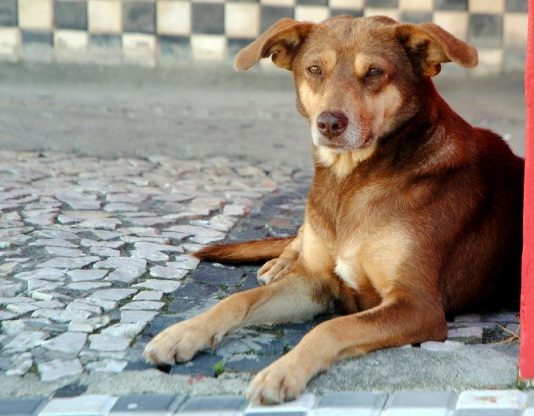 proibido proibir de alimentar animal de rua - cachorro deitado em calçada