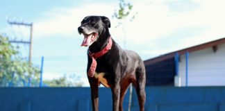 cachorra maltrada no rio vermelho está em pé com ótimo porte em cima de um tablado e com a língua de fora aparenta estar bem