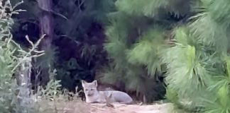 cacCachorro do mato deitado em área com terra e árvores em volta, no bairro Areias em São José