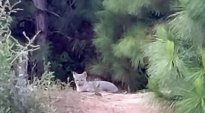 cacCachorro do mato deitado em área com terra e árvores em volta, no bairro Areias em São José