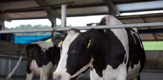 Vaca produtora de leite em Santa Catarina, com manchas brancas e pretas, aparece de frente em destaque, ao fundo aparece parte de outra vaca