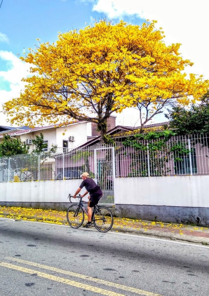 Um ipê amarelo, árvore símbolo da cidade, na Fazenda Santo Antônio