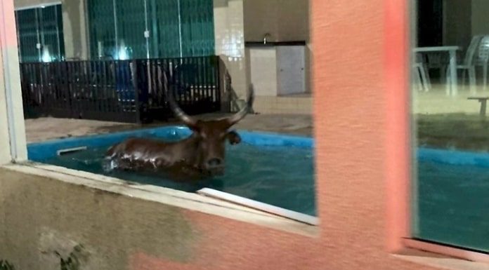 boi com grandes chifres dentro de uma piscina de pousada durante ocorrência de farra do boi