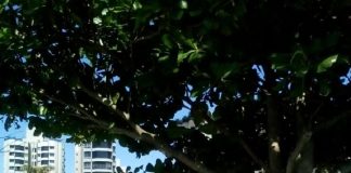 Homem com camiseta verde da Floram e capacete vermelho ao lado de uma árvore na Beira-Mar Norte. Sete árvores da localidade foram podadas para conter a aparição das lagartas de fogo.