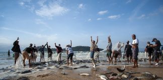 pescadores comemoram pesca da tainha após grande lanço na areia do campeche, com a ilha de fundo