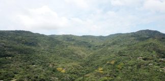 Vista de cima de uma área verde do Parque Natural Municipal do Maciço da Costeira, abaixo, no canto esquerdo é possível ver ruas e casas. O MPSC pede a demolição de imóveis irregulares construídos em uma área do parque.