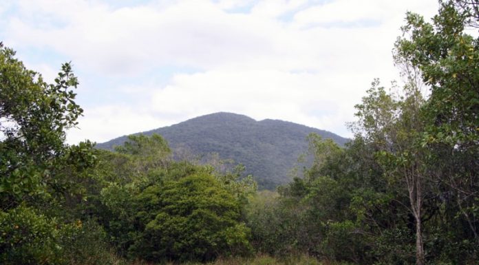 área de mata no parque do tabuleiro