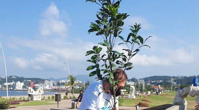 homem planta árvore na beira-mar de são josé durante a semana do meio ambiente