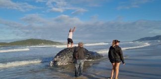 Mais uma baleia jubarte é encontrada morta presa à rede de pesca em Florianópolis