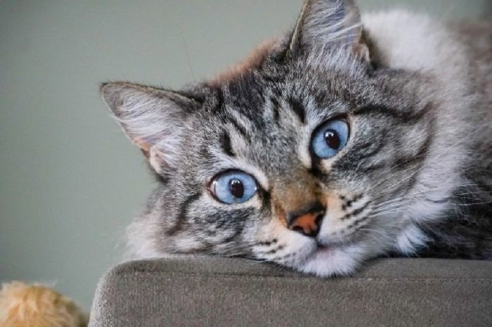 Um gato de olhos azuis e pêlo branco com cinza está deitado com os olhos arregalados para a fotos. Os animais domésticos de Santa Catarina agora fazem parte de uma lei de controle populacional.