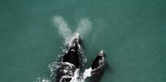 baleia-fraca com filhote vista do alto - Mortes de baleias no Brasil se aproximam da cota de captura do Japão